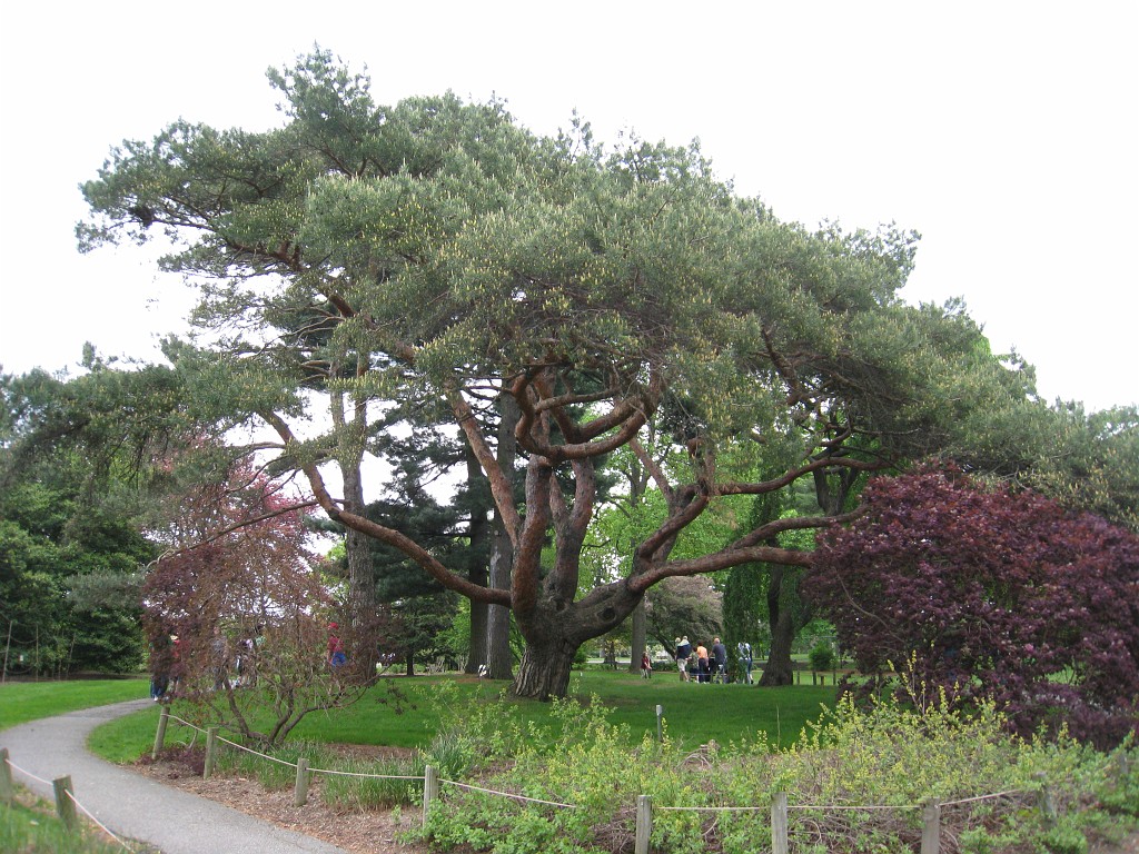 Dart Frog Dash 08 0456.jpg - The Toledo Ohio Zoo held the 2008 Dart Frog Dash 5K race on May 17, 2008. The weather was great, the race went fine, and the animals were fun to see! The highlight was the nursing Polar Bear Cubs - two 330 pound "babies" tugging on mama.